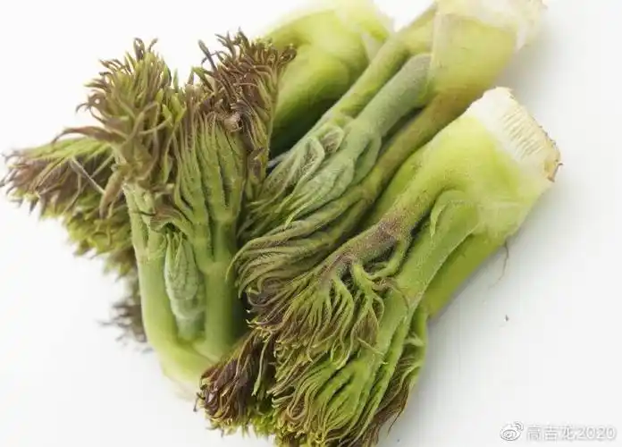 极品山野菜——刺嫩芽