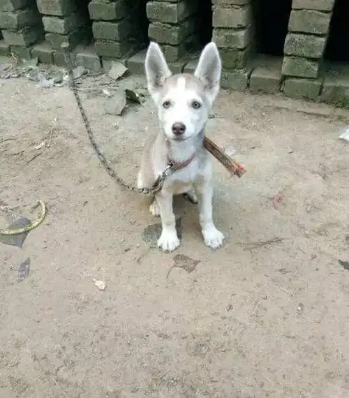 网友买回只二哈,越养越觉得奇怪,主人:怎么长了张"驴脸"!