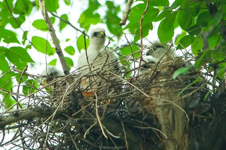 记录雀鹰 写美篇单位榆树上好几年都有大鸟筑巢,今年居住了一窝雀鹰
