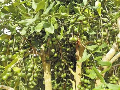 结果的澳洲坚果.