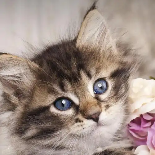 可爱的小猫500x500分辨率图片(可做超萌头像)