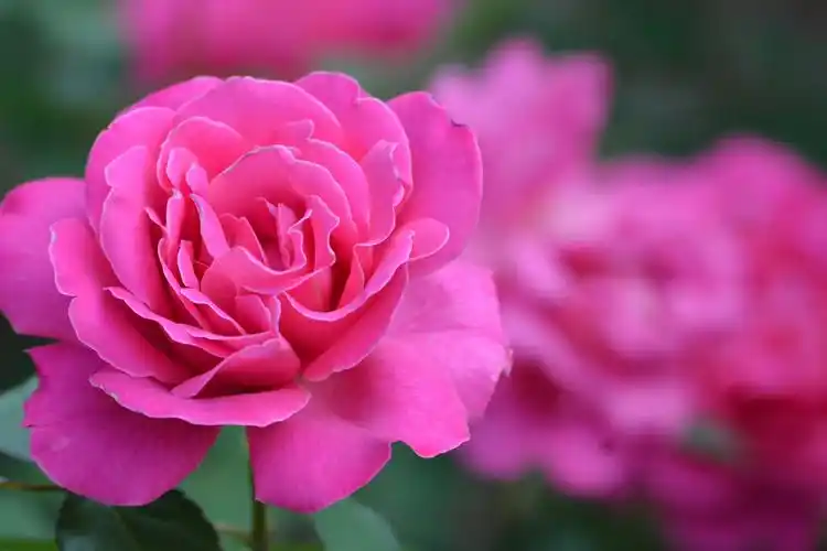 玫粉色月季花,原创拍摄