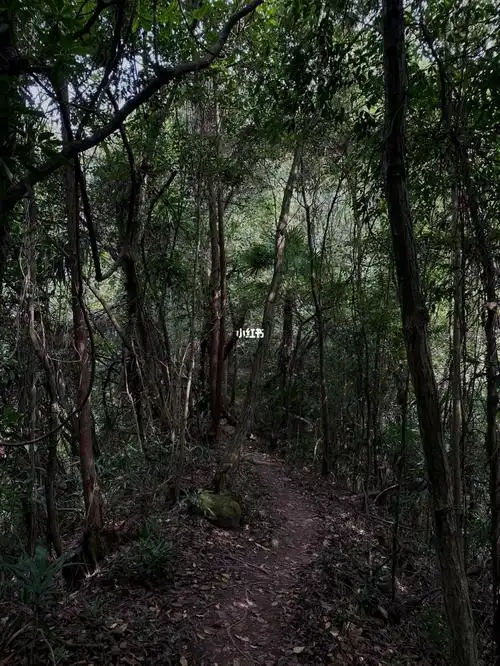 就是已经掉的差不多都被捡完了#成都周边游  #彭州狮子山  #户外徒步