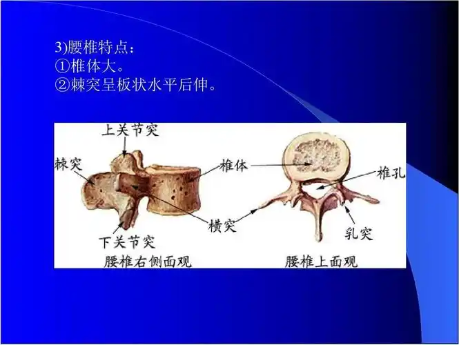 ②棘突呈板状水平后伸.
