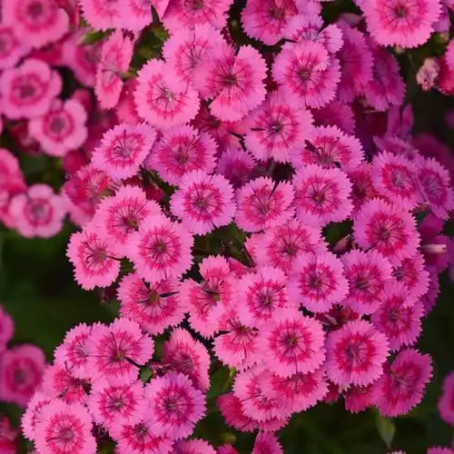 2022宿根花园植物石竹霹雳