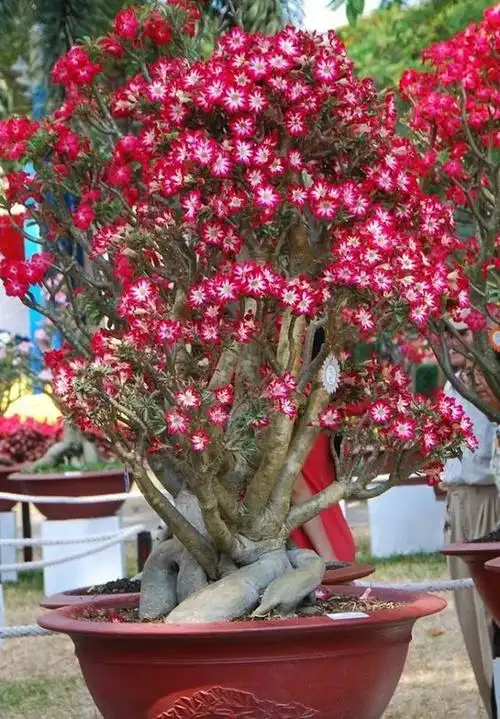 冬季比月季,牡丹还美的沙漠玫瑰,看看它的花儿就知道了