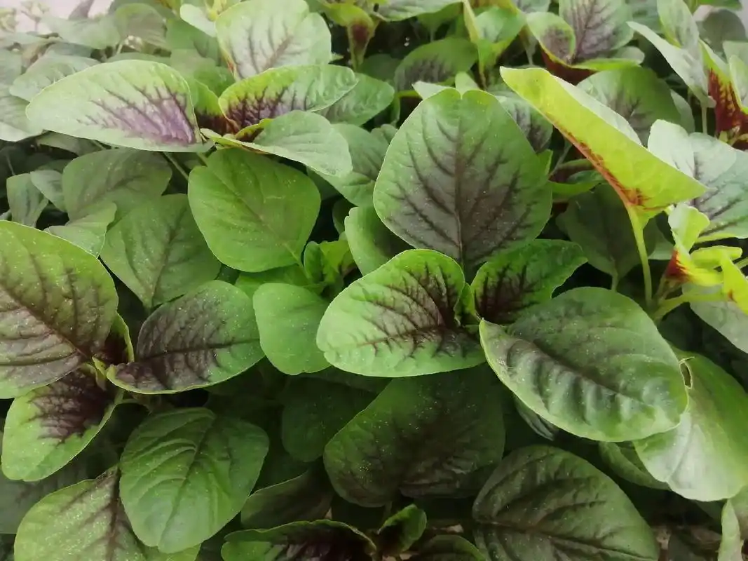 我家的蔬菜,还有"园丁"先说说这些菜!  红叶蔊菜,西红柿, - 抖音