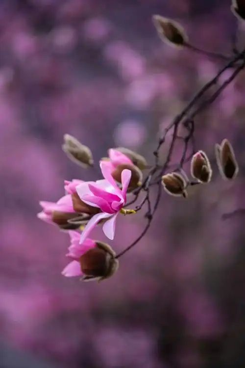 远山粉黛俏婀娜又是一年辛夷花期你我共赴一场漫天粉色的浪漫邂逅内含