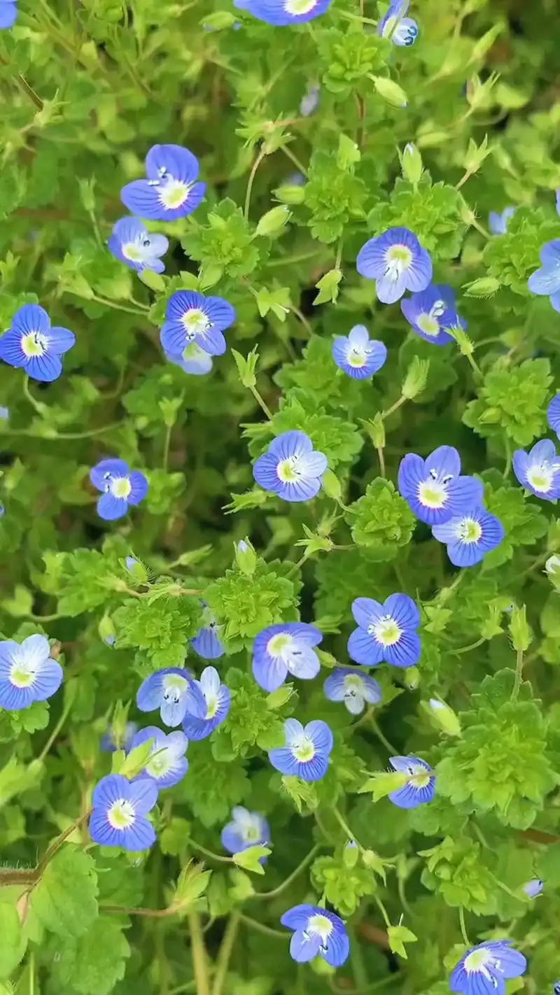 【每日一花】阿拉伯婆婆纳.别名波斯婆婆纳   中文学名 阿拉 - 抖音