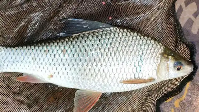 这可能是一种颠覆垂钓鲮鱼调钓的钓法,简单平常却非常实用