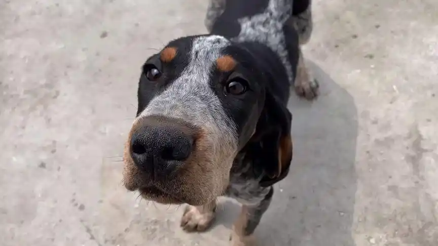 听说乌龟会翻跟头 #萌宠  #猎犬  #狗  #美国蓝斑