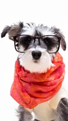 可爱狗狗眼睛雪纳瑞