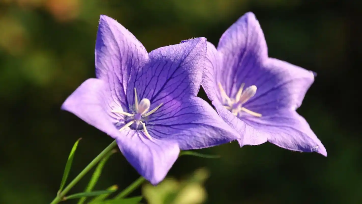 唯美清新桔梗花图片电脑高清桌面壁纸8p下载