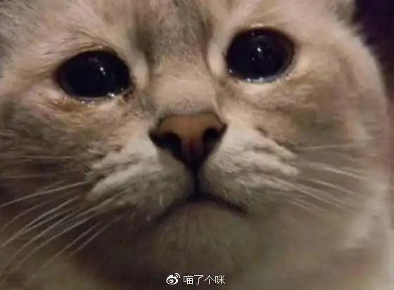 猫咪的眼泪到底是真情流露还是眼科疾病