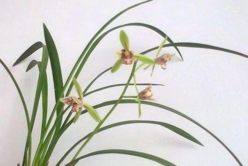 我的兰花怎么了?叶子没以前绿,有点发黄,发黄就慢慢变干发黑.