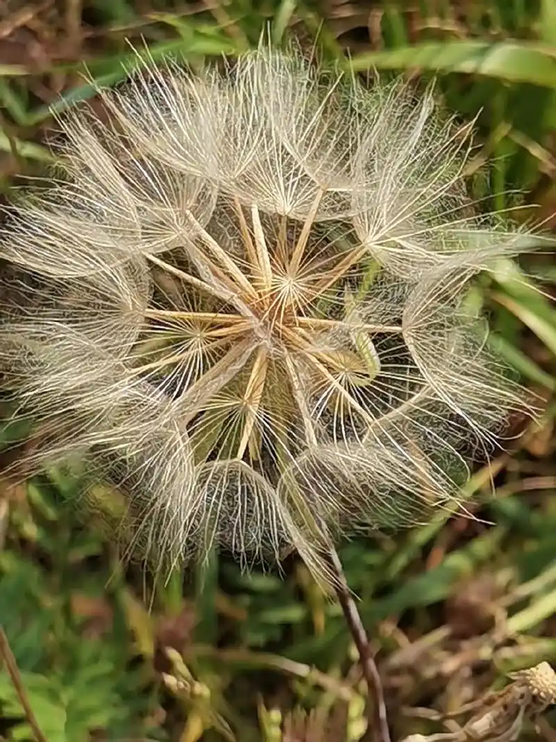 华北鸦葱 别名笔管草,白茎雅葱.菊科鸦葱属多年生草本.根圆柱 - 抖音