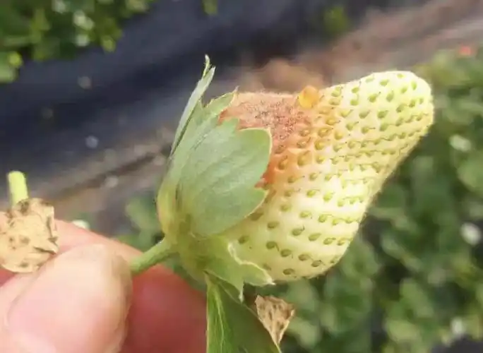 草莓革腐病也叫疫病危害大传播快当前注意防控