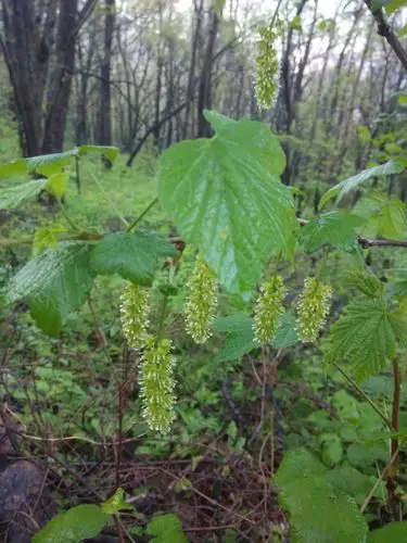 日月峡中草药197灯笼果5东北茶藨