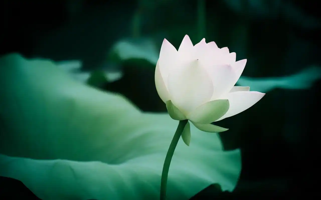 素雅荷花摄影高清桌面壁纸