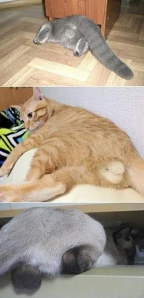 为什么猫咪的蛋蛋都这么萌.