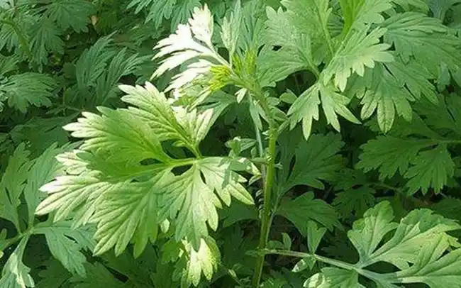 外洗能治湿疹,入药能杀菌抗癌,名副其实的草药,不会用太可惜!
