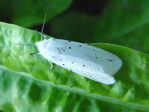 大白菜星白雪灯蛾