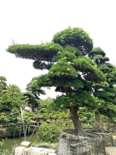 日本进口罗汉松