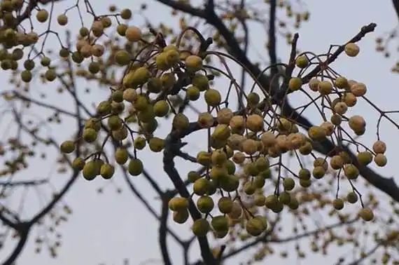 苦楝树的功效与作用(苦楝树的功效与作用禁忌)