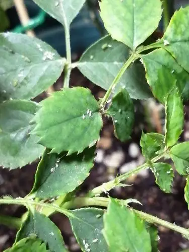 月季长虫了怎么破