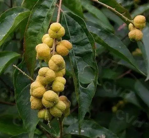 巴豆,为大戟科巴豆属植物巴豆树的干燥成熟果实,其根及叶亦供药用