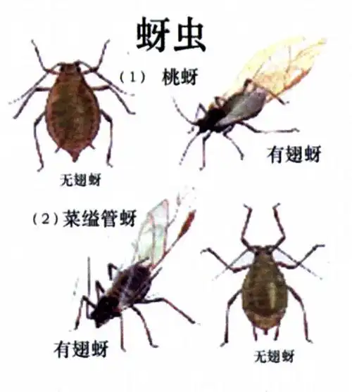 瓜叶菊李短尾蚜虫 (其他生物相关)