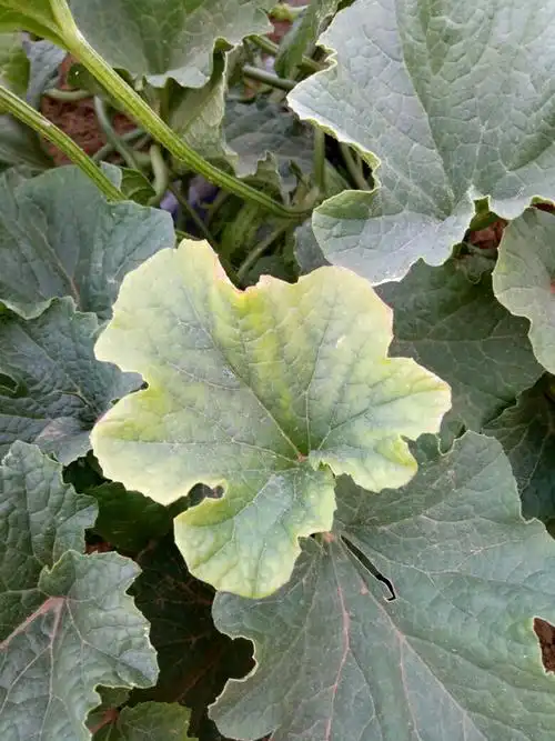 甜瓜叶什么病各位老师给看看