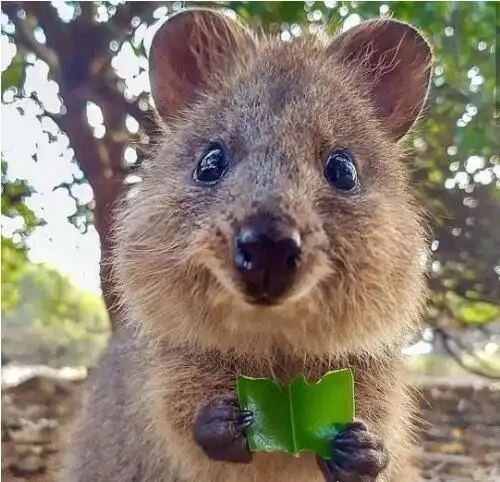 世界上最小的袋鼠短尾矮袋鼠体重一般在45公斤以内