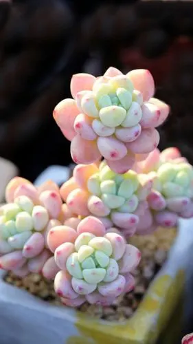 粉嫩漂亮的多肉植物,高清图片,手机锁屏桌面-壁纸族