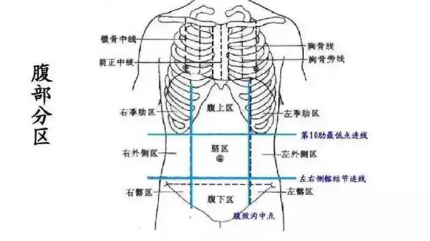 中立位站立时,腹部最靠近重心位置,而脂肪的堆积以人体重心为球心,向