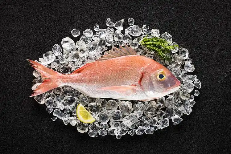 新鲜的西班牙鲷鱼(布雷卡)在一个黑色的石头桌上图片