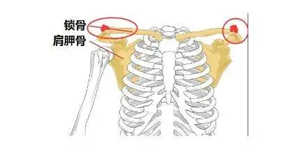 "倪妮锁骨"上热搜,明星体态真能练出来?