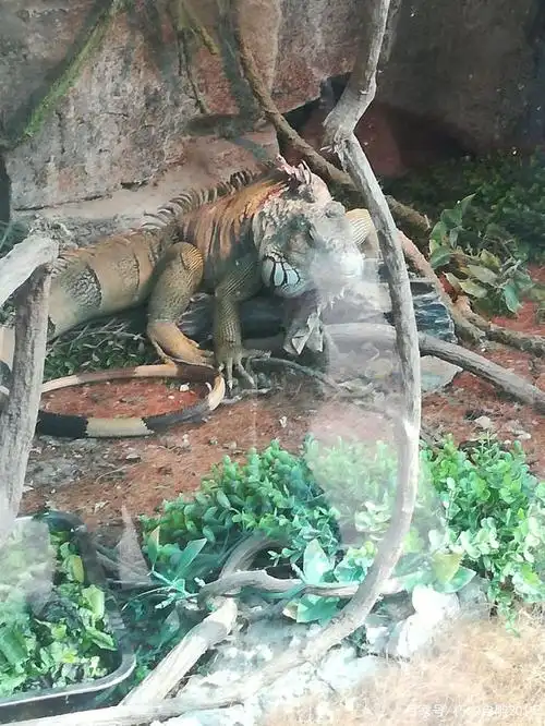 贵阳黔灵山公园攻略