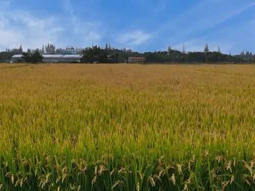 秋天的田野,丰收的田野,充满希望的田野!