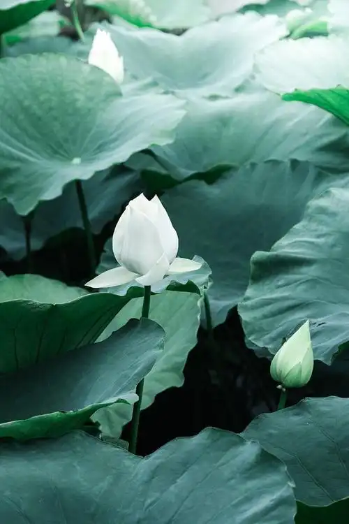 五首白莲花诗词,动人心魄:绿云冉冉粉初匀,玉露泠泠香自省