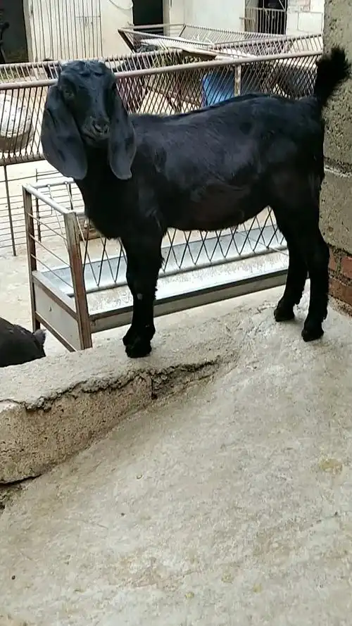 大耳朵努比亚黑山羊,努比亚黑山羊,黑山羊