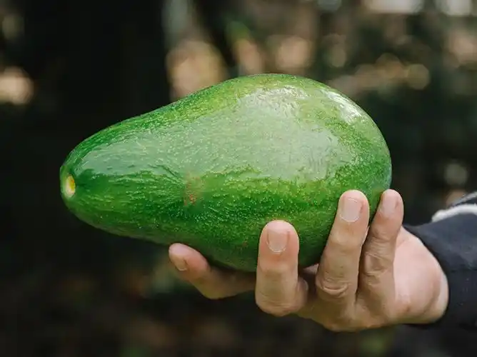 【无毒酪梨】正宗酪梨