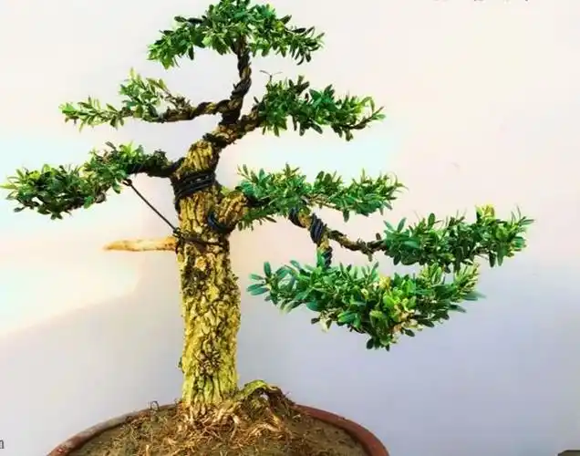 小叶黄杨怎么养才能养得更旺盛(小叶黄杨有哪些种类)(1)