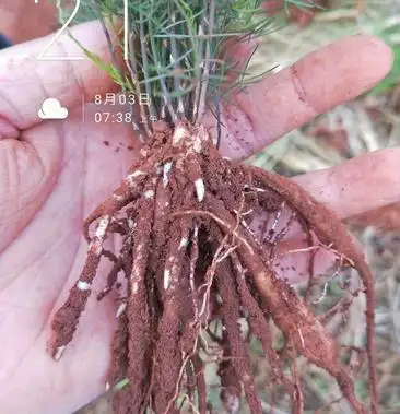 [天冬苗批发]天冬苗,天冬苗,天冬苗价格0.70元/棵 - 一亩田