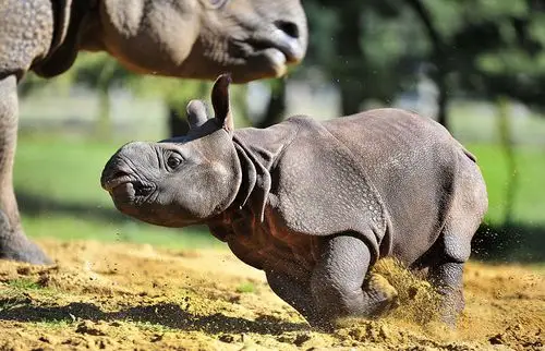 英满月犀牛宝宝首亮相 呆萌可爱
