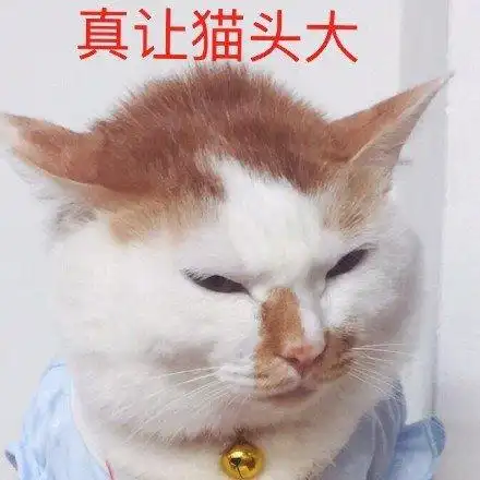 萌宠gif猫星人gif真让猫头大gif烦人gif呆萌gif可爱gif