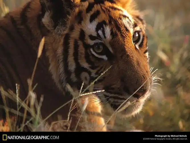 国家地理杂志收录的老虎照片组图