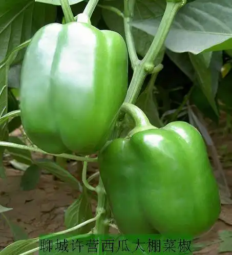 辣道网 辣椒供应 菜椒 市场价:        面议 发货期:        协商