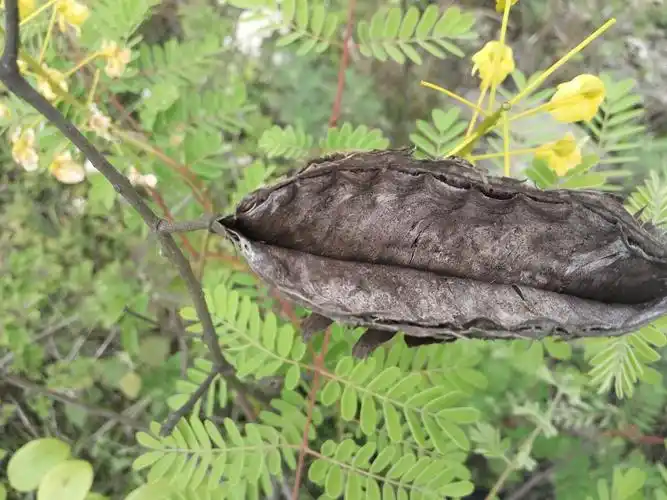 它叫老虎刺,全身长刺农民讨厌,果实是中药,有止咳化痰的作用