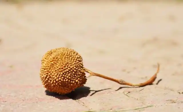 我们平常看到的梧桐树都是假的?真的是什么样子的?